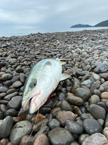 メジロの釣果