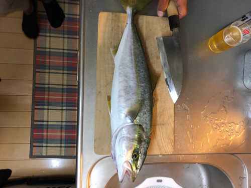 ハマチの釣果