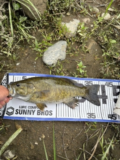 スモールマウスバスの釣果