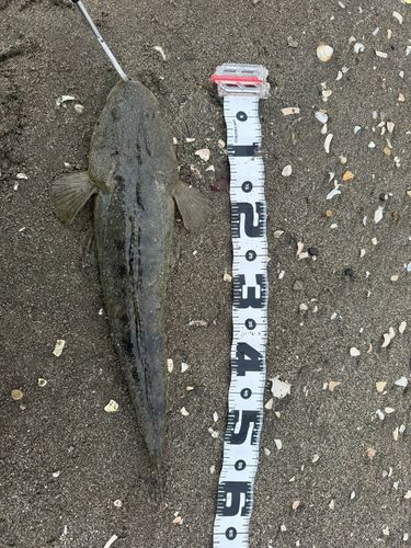 マゴチの釣果