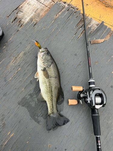 ラージマウスバスの釣果
