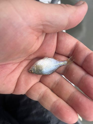 タナゴの釣果