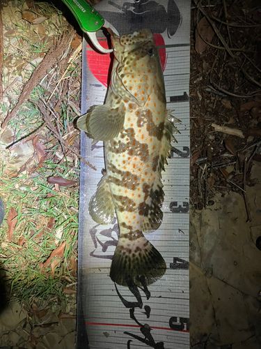 チャイロマルハタの釣果