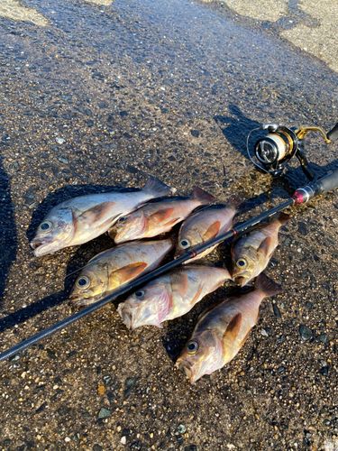 アカメバルの釣果