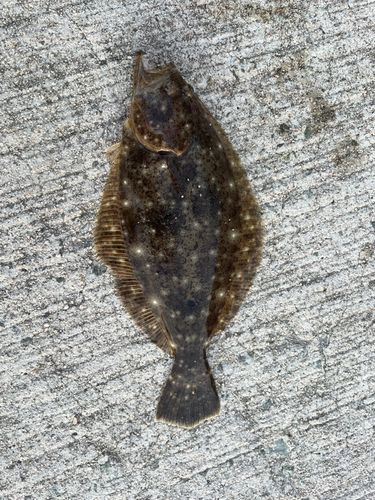 ヒラメの釣果