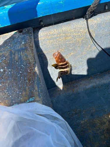 マハタの釣果