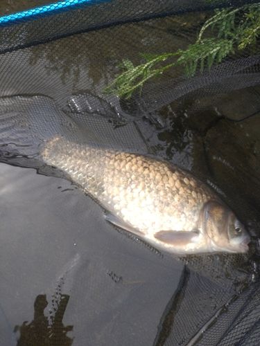 フナの釣果