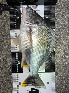 キビレの釣果