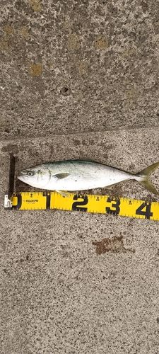 イナダの釣果