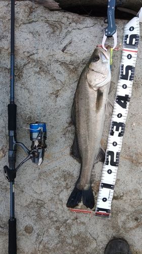 セイゴ（タイリクスズキ）の釣果