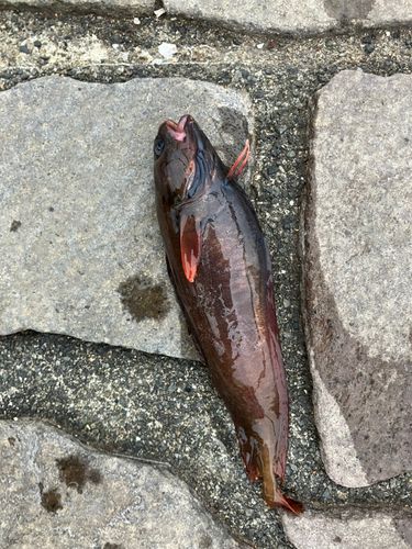 ドンコの釣果