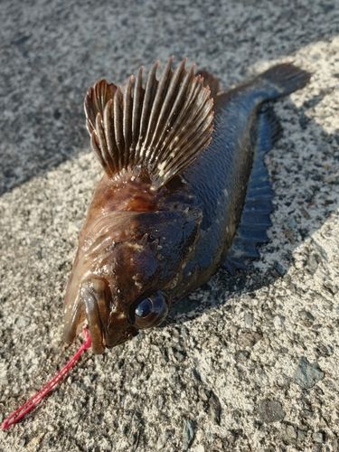 ムラソイの釣果