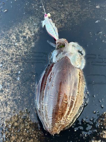 モンゴウイカの釣果