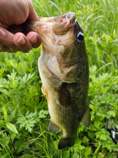 ラージマウスバスの釣果