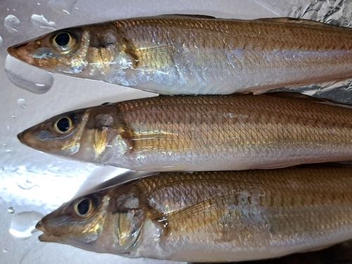シロギスの釣果