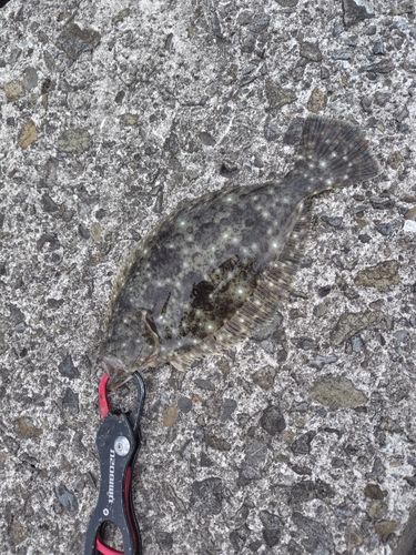 ソゲの釣果