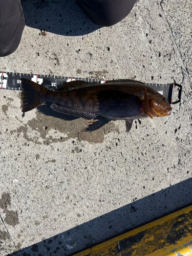 アイナメの釣果