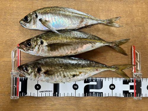 マアジの釣果