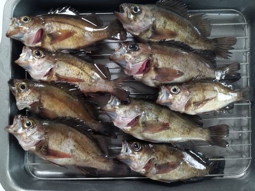 メバルの釣果