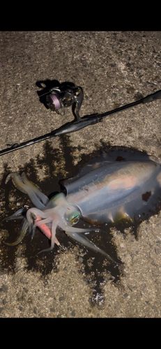 アオリイカの釣果