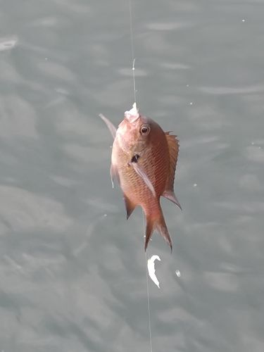 スズメダイの釣果