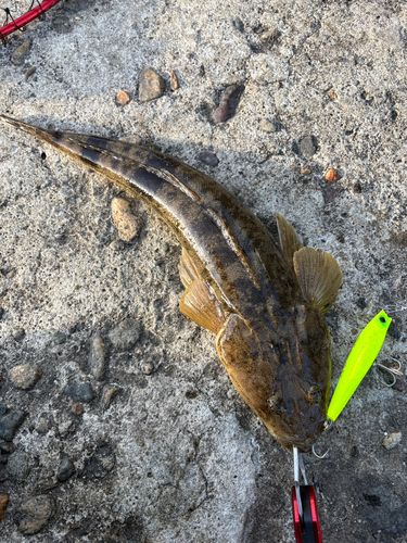 マゴチの釣果