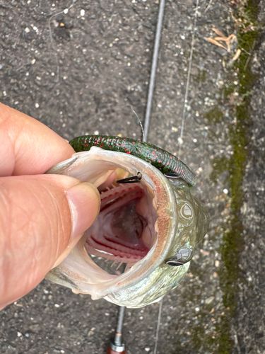 ラージマウスバスの釣果