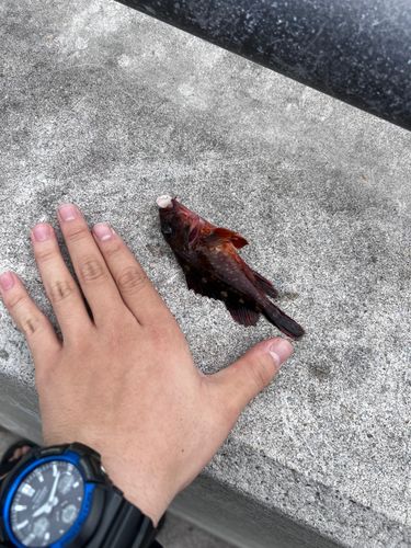 カサゴの釣果
