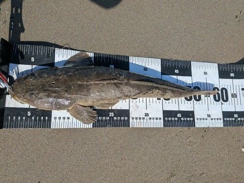 マゴチの釣果