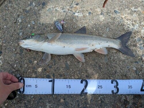 ウグイの釣果
