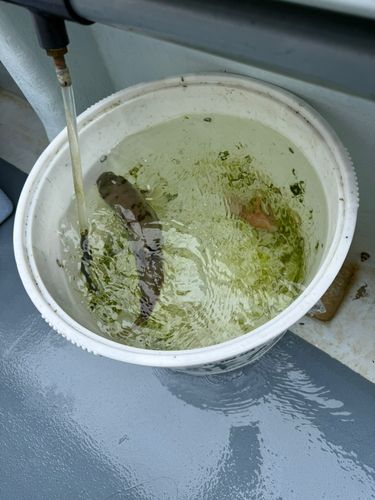 シロサバフグの釣果