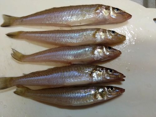 キスの釣果