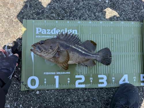 シマソイの釣果