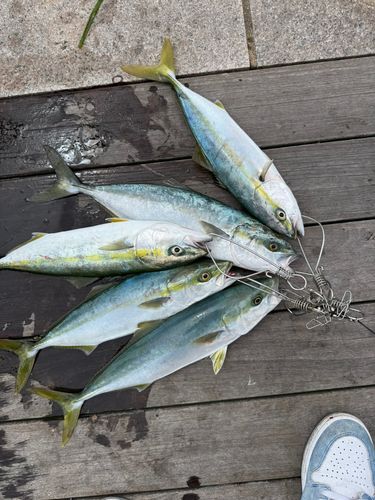イナダの釣果