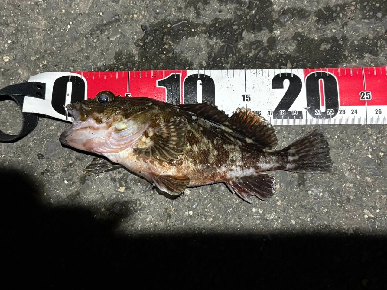 SHIMANO 22ソアレ SS S86ML-Sの最安値・インプレ・釣果 | 本音の口コミ