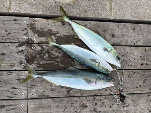 イナダの釣果