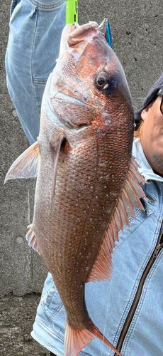タイの釣果