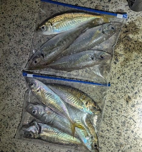 アジの釣果