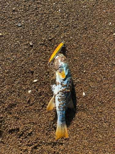 シマフグの釣果