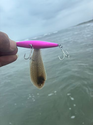 シタビラメの釣果