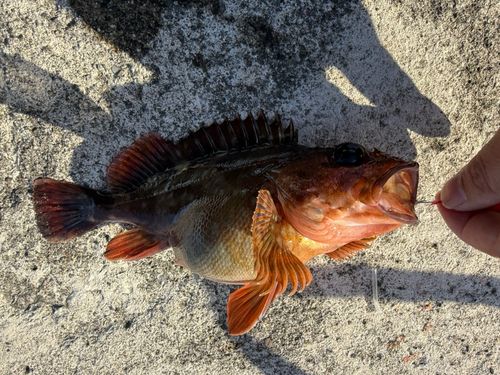 カサゴの釣果