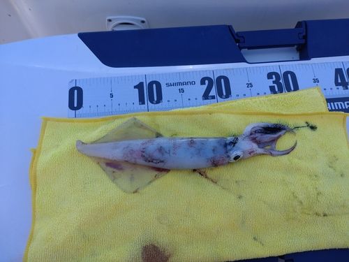 ケンサキイカの釣果