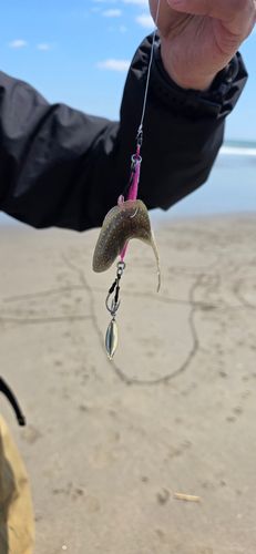 シタビラメの釣果