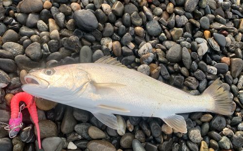 オオニベの釣果