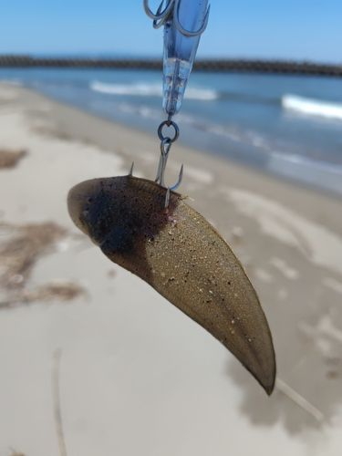シタビラメの釣果
