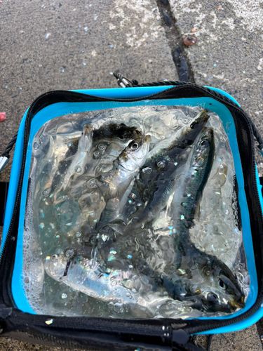 イワシの釣果