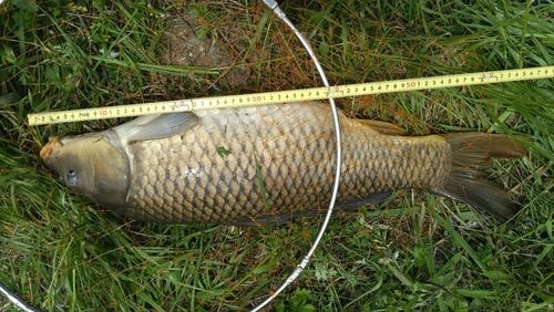 コイの釣果