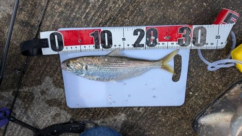 コノシロの釣果