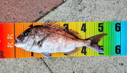 マダイの釣果