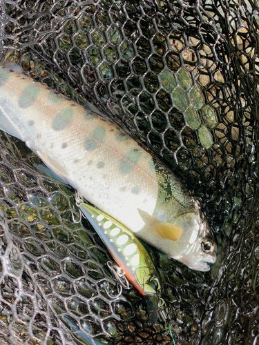 ヤマメの釣果